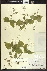 Circaea alpina subsp. alpina image