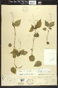 Circaea alpina subsp. alpina image