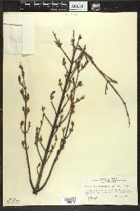 Shepherdia canadensis image