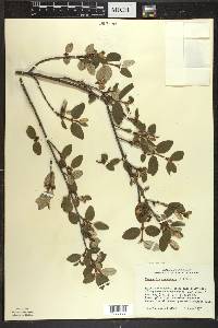 Shepherdia canadensis image