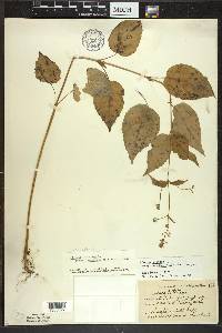 Circaea canadensis image