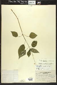 Circaea canadensis image