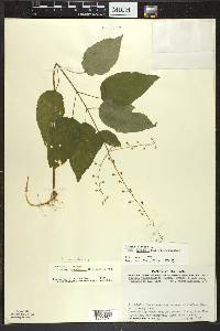 Circaea canadensis image