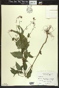 Circaea canadensis image