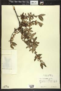 Shepherdia canadensis image