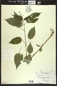 Circaea canadensis image