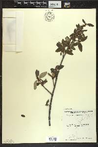 Shepherdia canadensis image