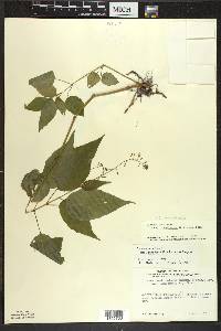 Circaea canadensis image