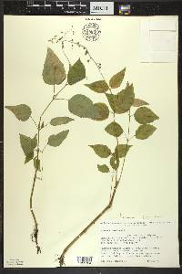 Circaea canadensis image