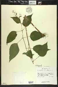 Circaea canadensis image