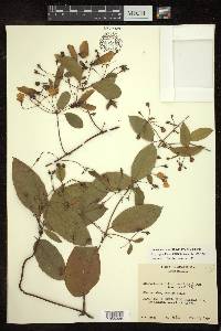 Stigmaphyllon ellipticum image
