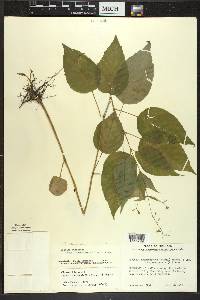 Circaea canadensis image