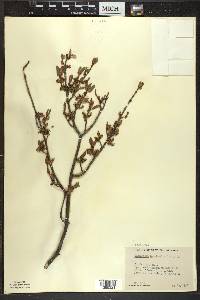 Shepherdia canadensis image