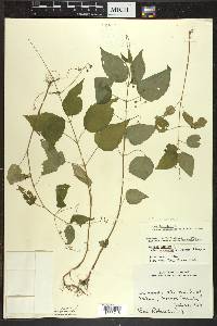 Circaea canadensis image