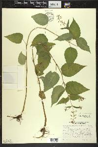 Circaea canadensis image