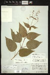 Circaea canadensis image