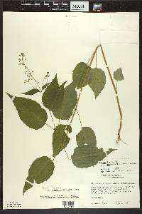 Circaea canadensis image