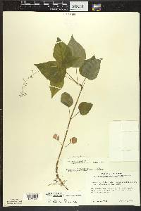 Circaea canadensis image