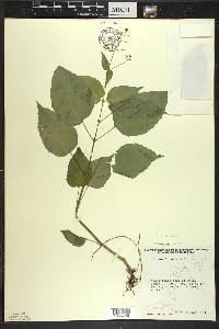 Circaea canadensis image