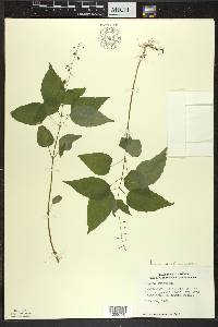 Circaea canadensis image