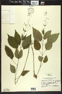 Circaea canadensis image