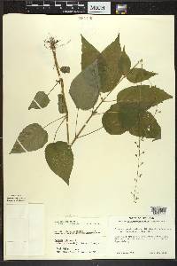 Circaea canadensis image