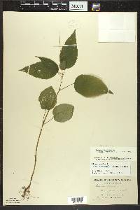 Circaea canadensis image