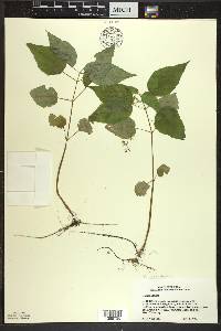 Circaea canadensis image