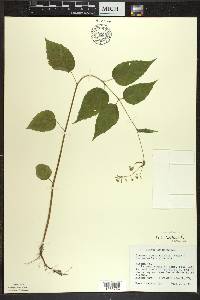 Circaea canadensis image