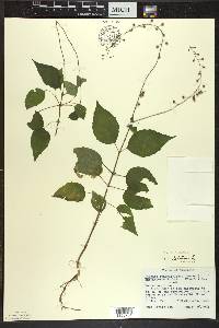 Circaea canadensis image