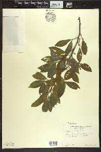 Elaeagnus umbellata image