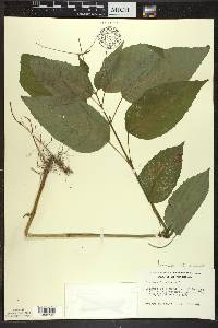 Circaea canadensis image