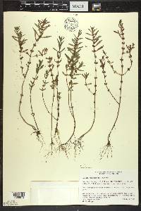 Rotala ramosior image