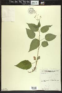 Circaea canadensis image