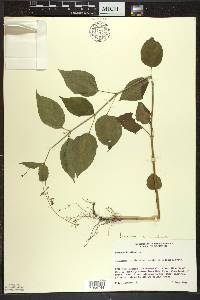 Circaea canadensis image