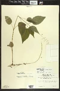 Circaea canadensis image