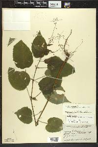 Circaea canadensis image