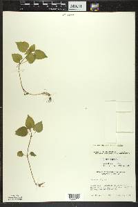 Circaea alpina subsp. alpina image