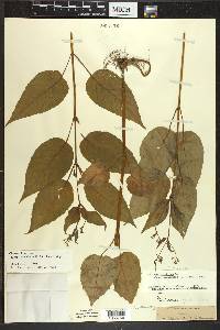 Circaea canadensis image