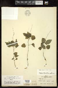 Circaea alpina subsp. alpina image