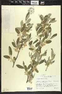 Elaeagnus umbellata image