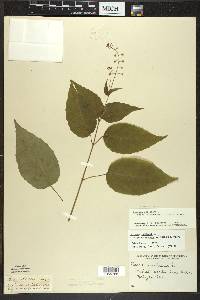 Circaea canadensis image