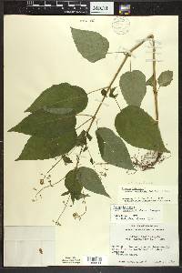 Circaea canadensis image