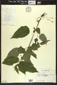 Circaea canadensis image