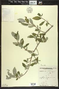Elaeagnus umbellata image