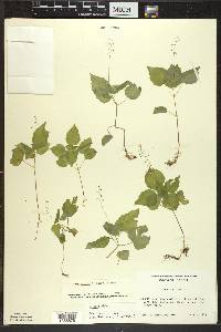 Circaea alpina image