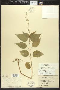 Circaea canadensis image