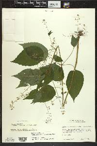 Circaea canadensis image