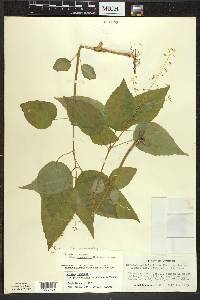 Circaea canadensis image