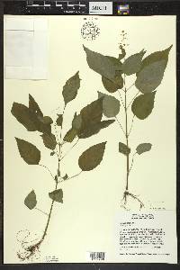 Circaea canadensis image